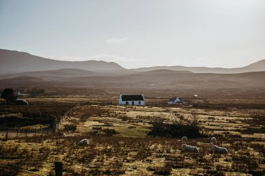 Gece karanlığında Isle of Skye, İskoçya, alanda otlayan koyun.