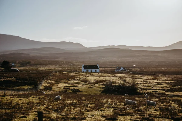 在黄昏时分 在苏格兰斯凯岛的田野上放牧绵羊 — 图库照片