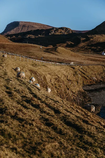Pâturage Moutons Sur Une Falaise Bord Eau Sur Île Skye — Photo