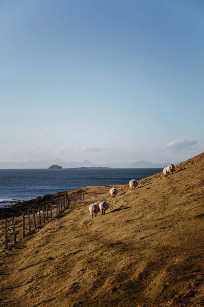 Ovce Pastvě Teplý Slunečný Den Útesu Vody Isle Skye Skotsko — Stock fotografie