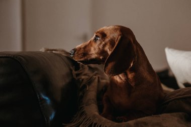 Bir yaşında yumuşak kahverengi daksund köpek minder ve akşamları, huysuz bir divan daire içinde atmak oturan aydınlatma. 