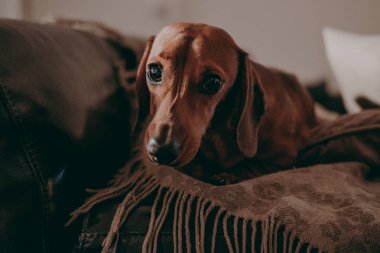 Minderler ve atmak kamera, akşam, moody arıyorsunuz bir divan daire içinde oturan bir-yıl-yaşlı yumuşak kahverengi daksund köpek aydınlatma. 