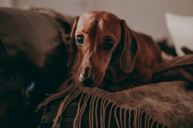 Minderler ve atmak kamera, akşam, moody arıyorsunuz bir divan daire içinde oturan bir-yıl-yaşlı yumuşak kahverengi daksund köpek aydınlatma. 