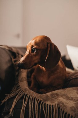 Minderler ve atmak bir yana, akşam, moody arıyorsunuz bir divan daire içinde oturan bir yaşında yumuşak kahverengi daksund köpek aydınlatma. 