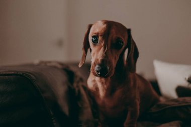 Kamerada, akşam, moody arıyorsunuz iki odalı bir daire içinde bir-yıl-yaşlı yumuşak kahverengi daksund köpek ayakta aydınlatma. 