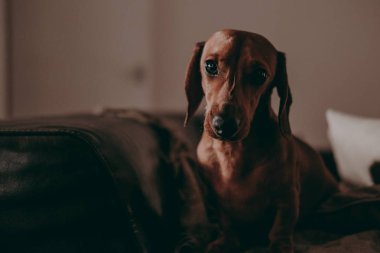 Kamerada, akşam, moody arıyorsunuz iki odalı bir daire içinde bir-yıl-yaşlı yumuşak kahverengi daksund köpek ayakta aydınlatma. 