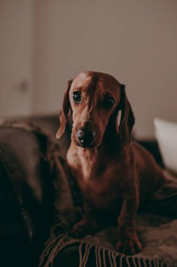 Kamerada, akşam, moody arıyorsunuz iki odalı bir daire içinde bir-yıl-yaşlı yumuşak kahverengi daksund köpek ayakta aydınlatma. 