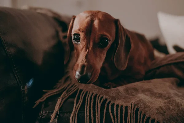 One Year Old Smooth Brown Dachshund Dog Sitting Cushions Throw — Stock Photo, Image