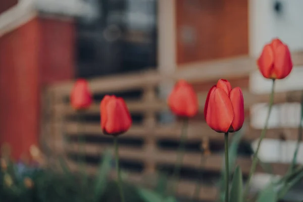 Close View Red Tulips Growing Front Garden Selective Focus — Stock Photo, Image