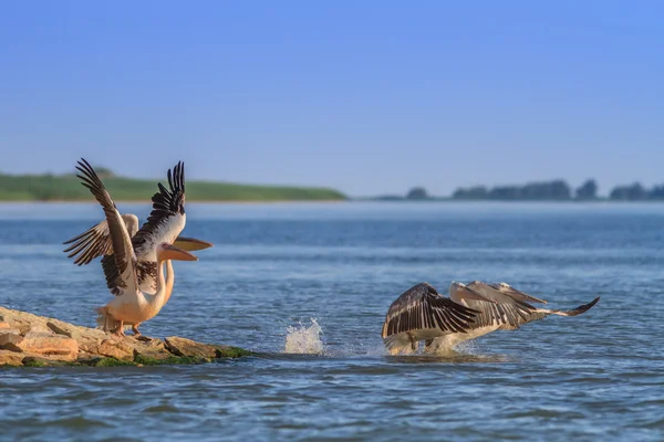 Fehér pelikánok (pelecanus onocrotalus) repülés — Stock Fotó