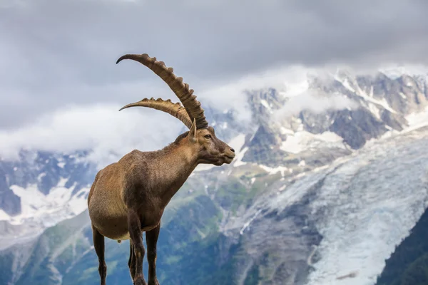 Alp dağ keçisi (Capra ibex) Mont Blanc, Fransa