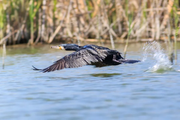 Kormoran w locie — Zdjęcie stockowe