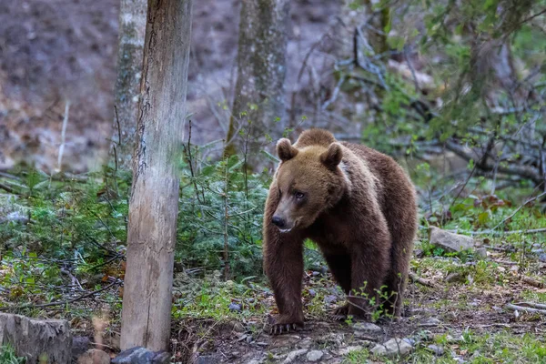 Dziki niedźwiedź. Fagaras góry, Rumunia — Zdjęcie stockowe
