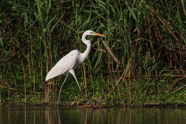 Great white egret — Stock Photo, Image