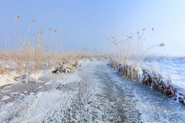 Comana lake in de winter — Stockfoto