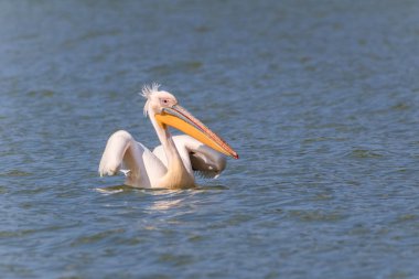 beyaz pelikan (Pelecanus onocrotalus) 