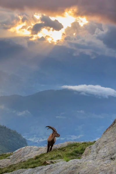 Kozorožce, rozsah Mont-Blanc, francouzské Alpy — Stock fotografie