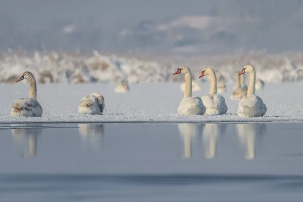 Whooper Swan (Cygnus cygnus) en invierno — Foto de Stock