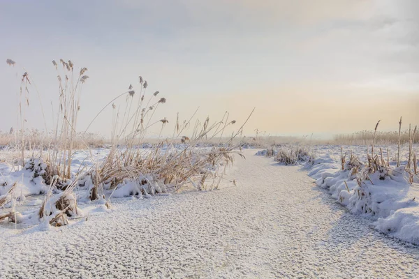 Comana lake in winter — Stock Photo, Image