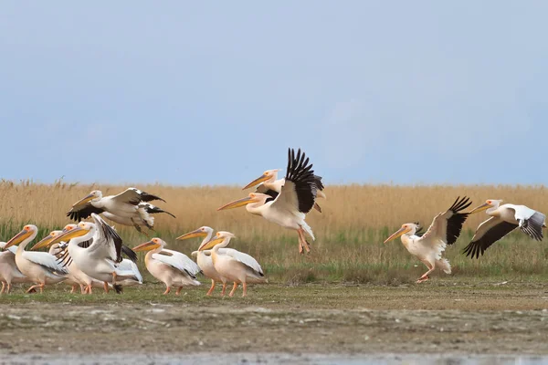 Pelicanos brancos (pelecanus onocrotalus ) — Fotografia de Stock