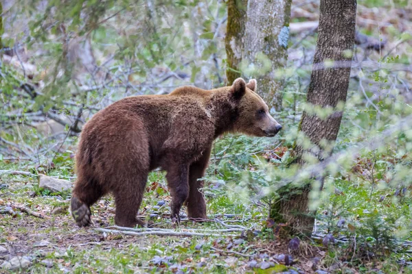 フグラシ山で野生のクマ — ストック写真