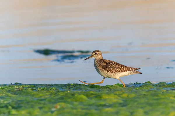 黑尾的 godwit — 图库照片