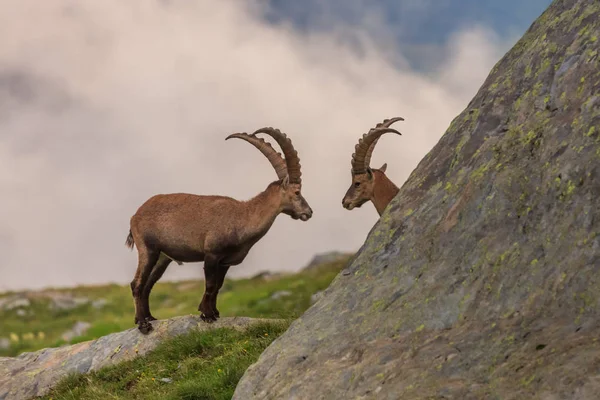 Kozorožce, rozsah Mont-Blanc, francouzské Alpy — Stock fotografie