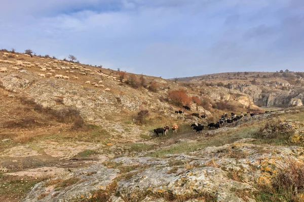 Dobrogea soutěsky, Rumunsko — Stock fotografie