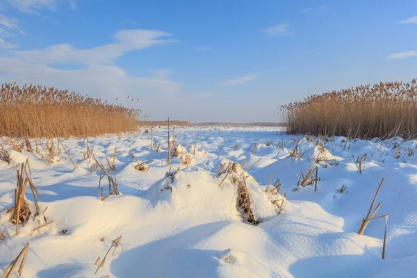 Lago Comana en invierno —  Fotos de Stock