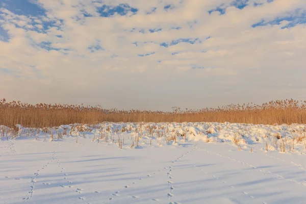 Comana sjön på vintern — Stockfoto