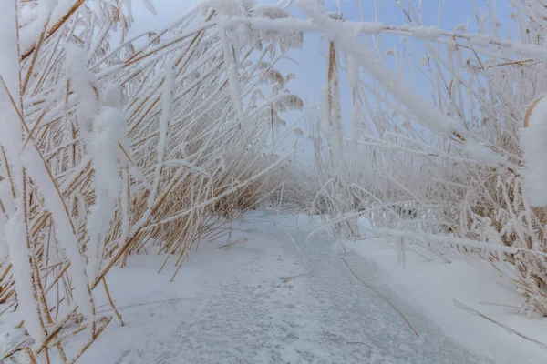 Comana lake in winter — Stock Photo, Image