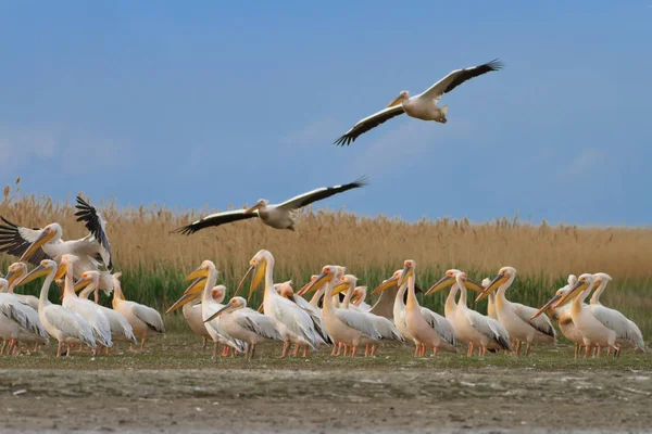 Pelicani bianchi (pelecanus onocrotalus ) — Foto Stock