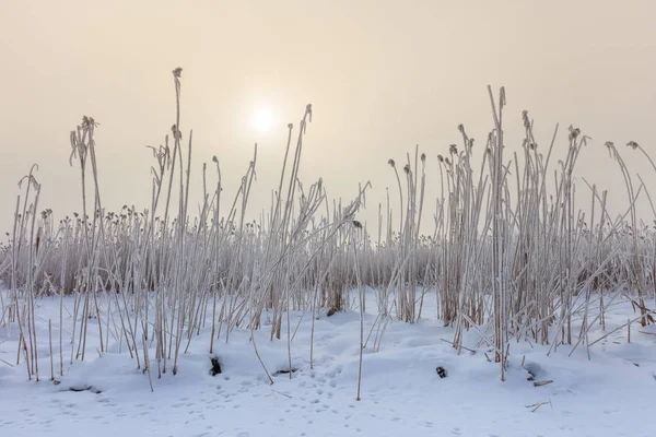 在冬天的 comana 湖 — 图库照片