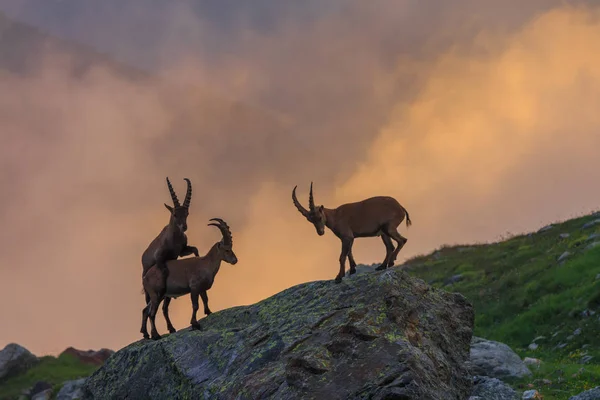 Ibex, Cordillera del Mont-Blanc, Alpes franceses — Foto de Stock