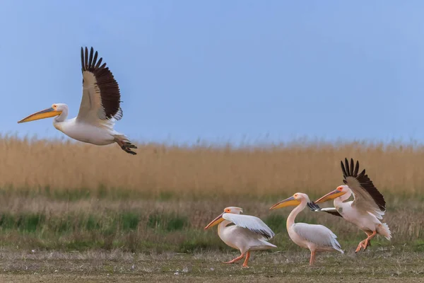 Pelícanos blancos (pelecanus onocrotalus ) — Foto de Stock