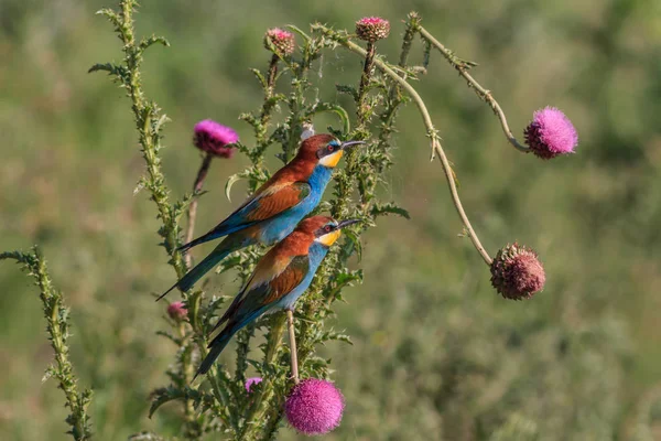 Bee-Eater v Dunajské deltě — Stock fotografie