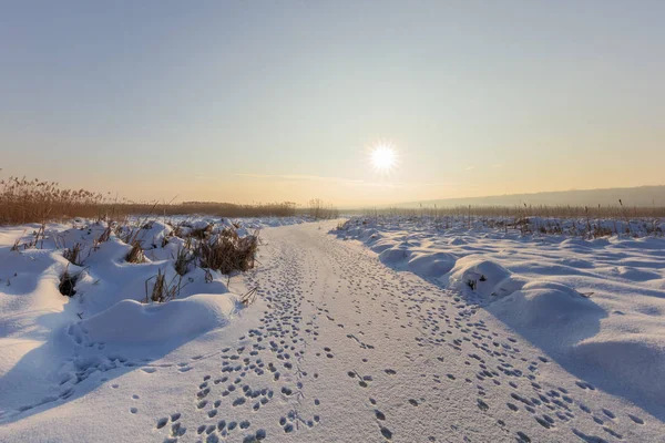 Comana lake in winter — Stock Photo, Image