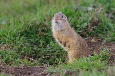 prairie dog in the grass clipart