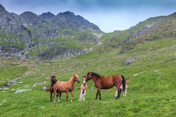 马放牧在 Fagaras 山，罗马尼亚 — 图库照片