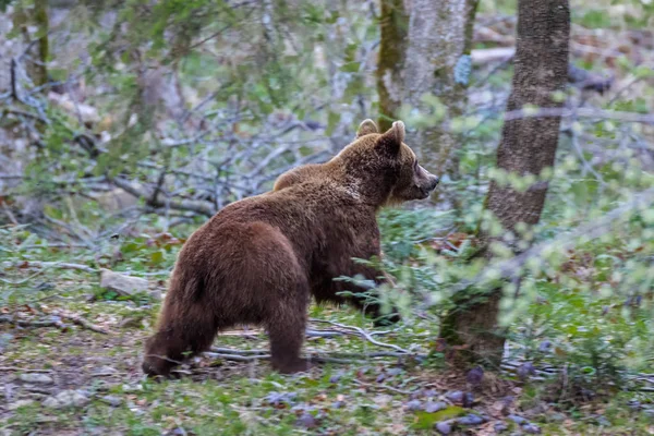 Dziki niedźwiedź w Fagaras góry — Zdjęcie stockowe