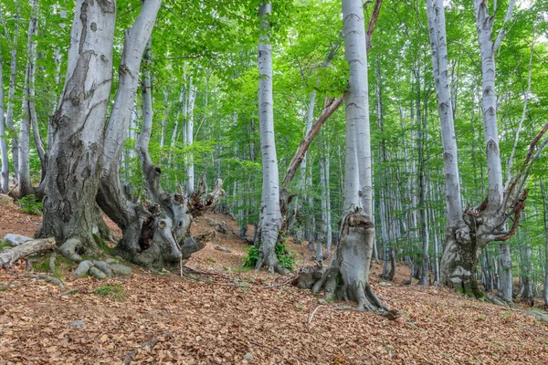 Буковые леса в Вальканских горах — стоковое фото