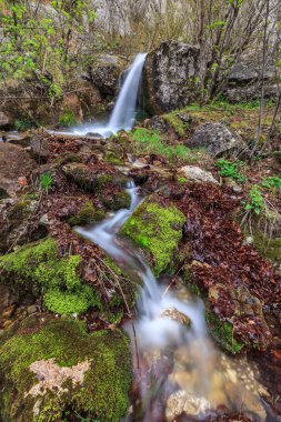 gorge tasnei Stream. Baile herculane, Romanya