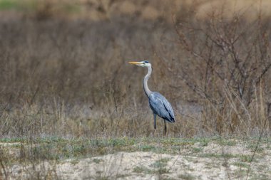 gri balıkçıl Danube Delta, Romanya