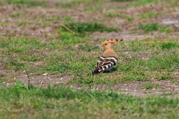 Eurasia Hoopoe pájaro — Foto de Stock