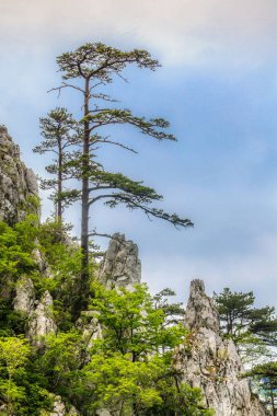 tasnei gorge, Romanya