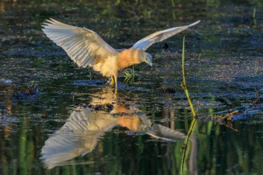 Alaca balıkçıl (Ardeola ralloides)