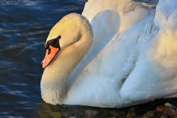 Vit svan på en sjö — Stockfoto