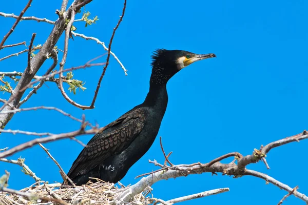 Cormorant in a tree — Stock Photo, Image