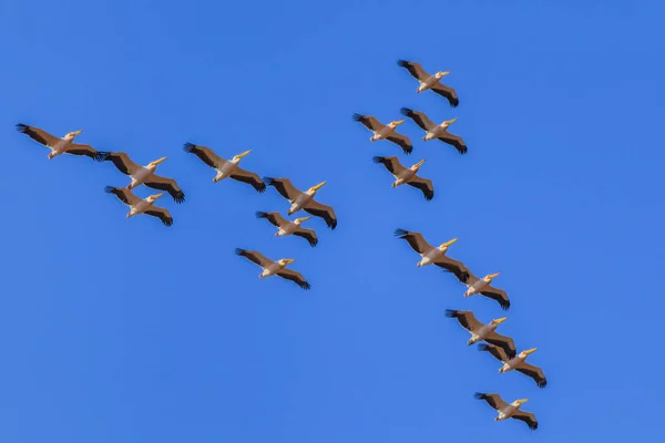 Beyaz pelikan uçan — Stok fotoğraf
