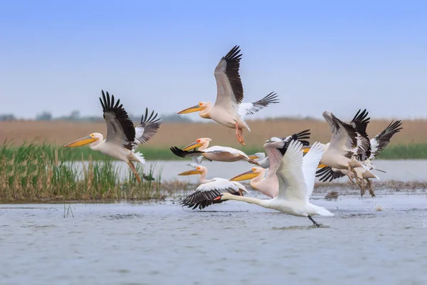 Beyaz Pelikan (pelecanus onocrotalus) — Stok fotoğraf